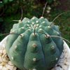 Matucana _madisoniorum _05